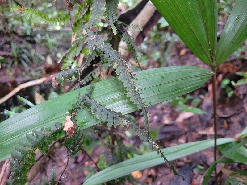 Trichomanes ankersii photo 2