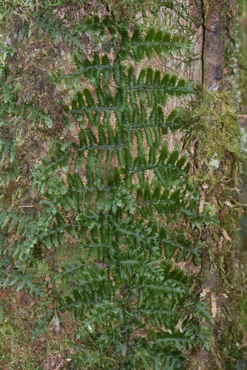 Trichomanes ankersii photo 3