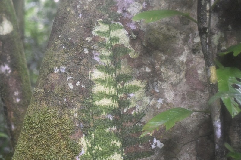 Trichomanes ankersii photo 4