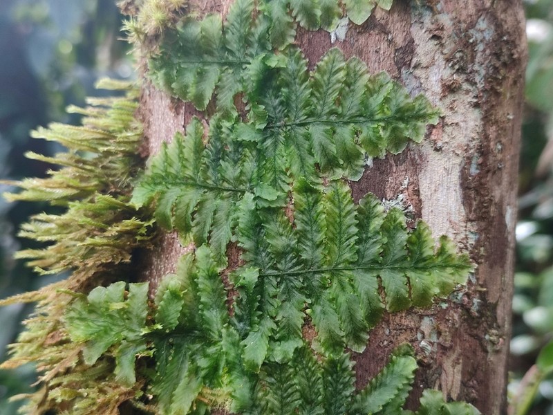Trichomanes ankersii photo 5