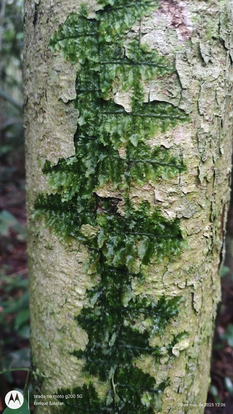 Trichomanes ankersii photo 6