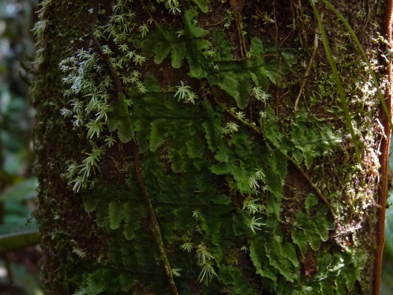 Trichomanes ankersii photo 7
