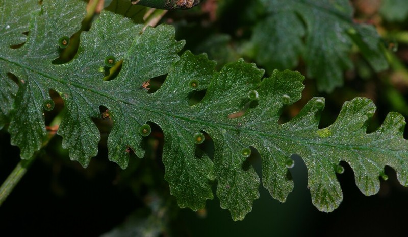 Trichomanes ankersii photo 8