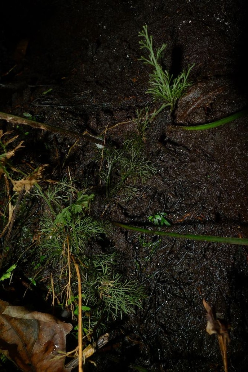 Trichomanes aphlebioides
