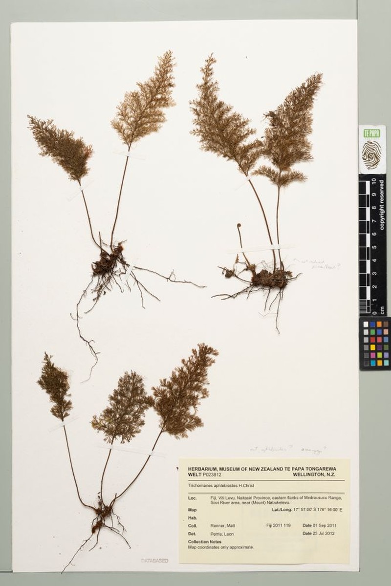 Trichomanes aphlebioides photo 2