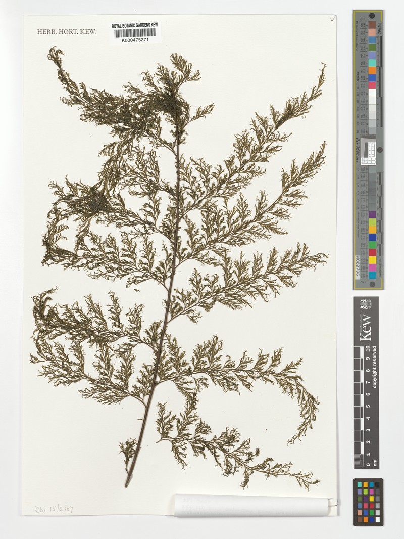 Trichomanes aphlebioides photo 3