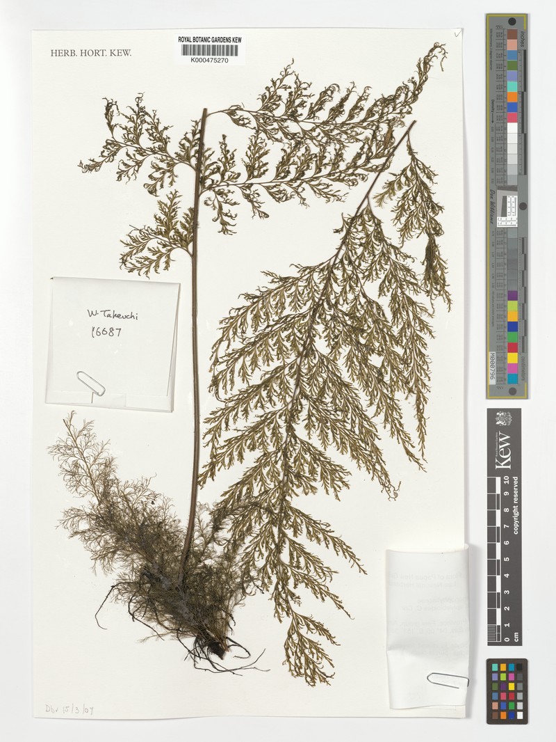Trichomanes aphlebioides photo 4