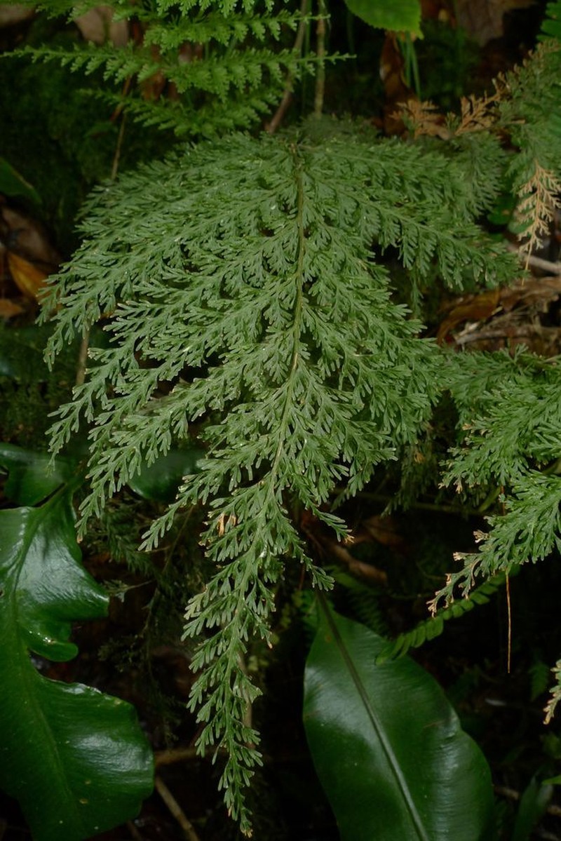 Trichomanes apiifolium photo 2