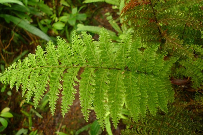 Trichomanes apiifolium photo 3