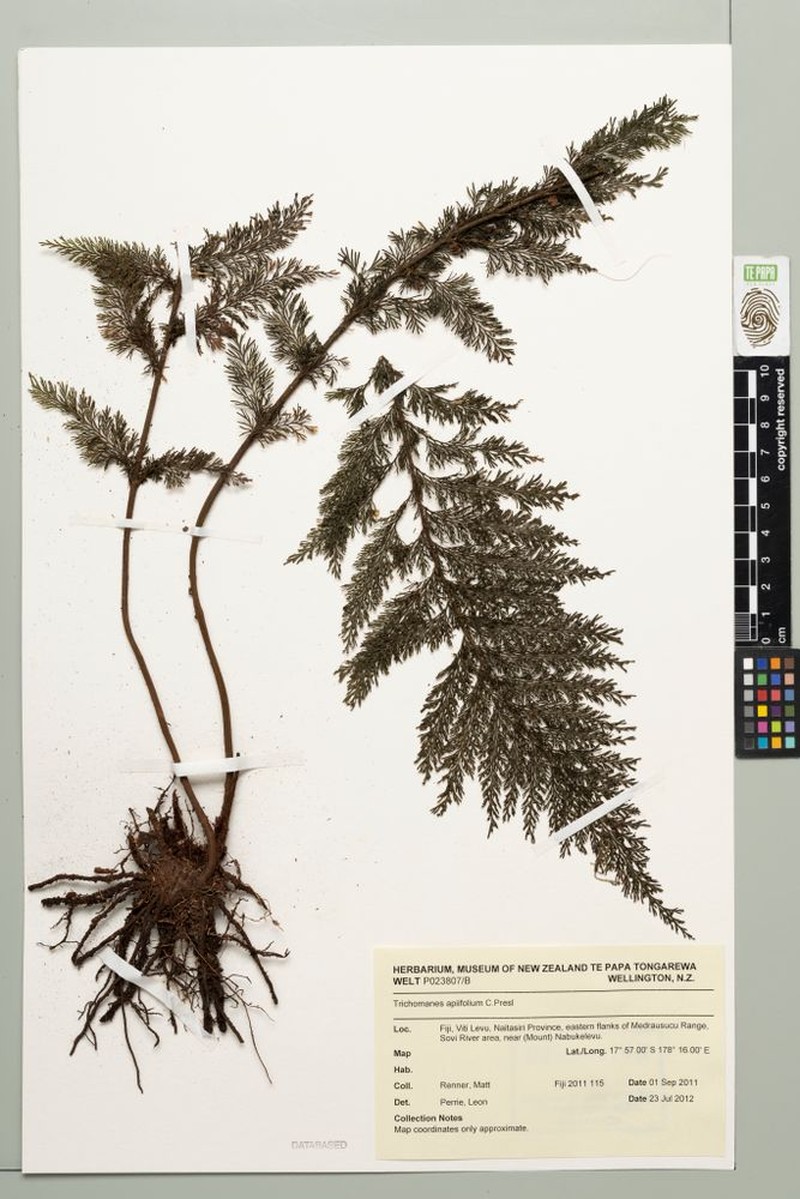Trichomanes apiifolium photo 4