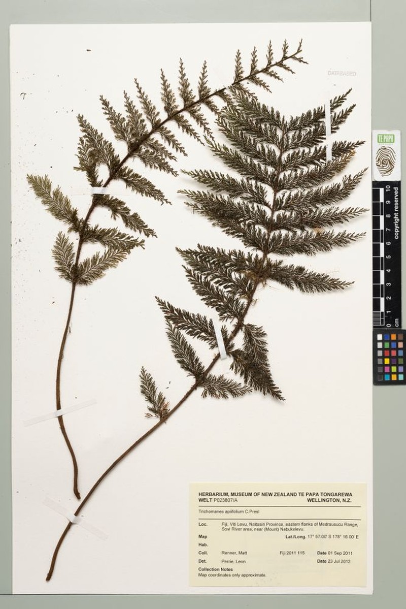 Trichomanes apiifolium photo 5