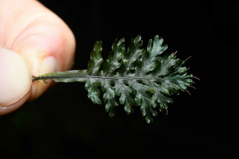 Trichomanes arbuscula photo 8
