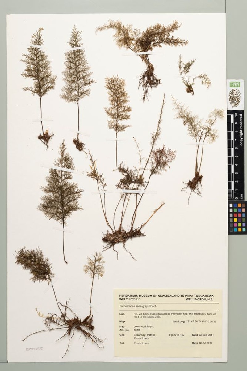 Trichomanes asae-grayi