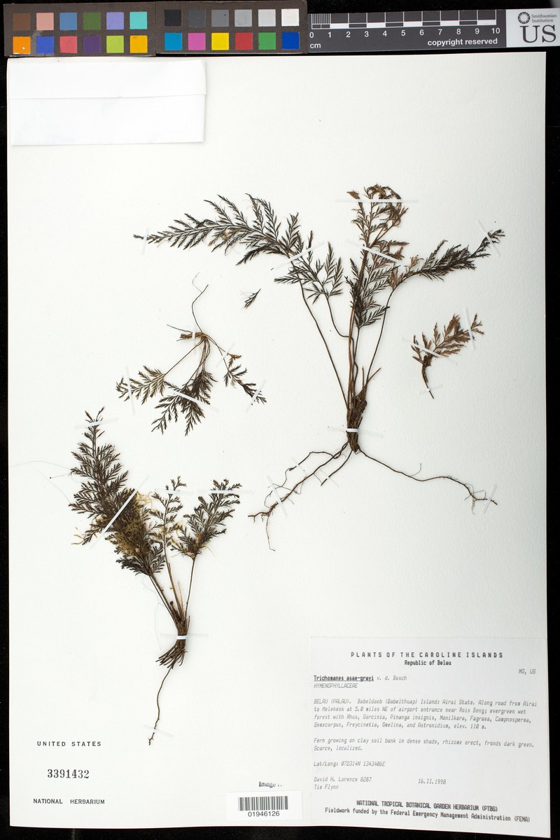 Trichomanes asae-grayi photo 2