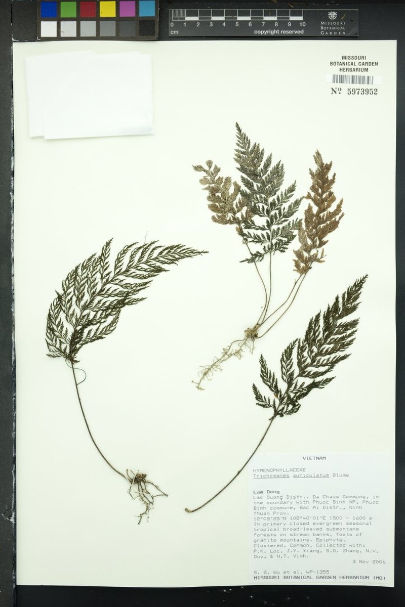 Trichomanes auriculatum