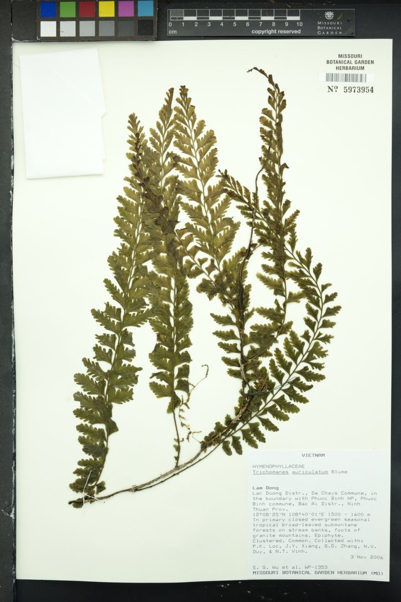 Trichomanes auriculatum photo 2