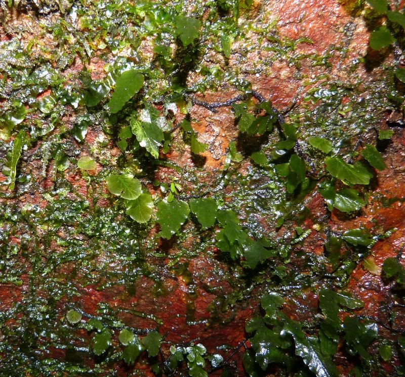 Trichomanes ballardianum