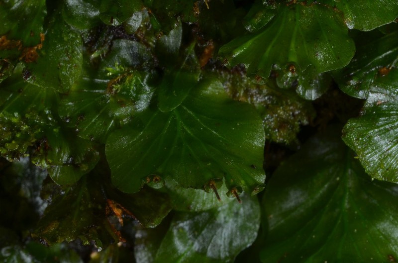 Trichomanes ballardianum photo 2