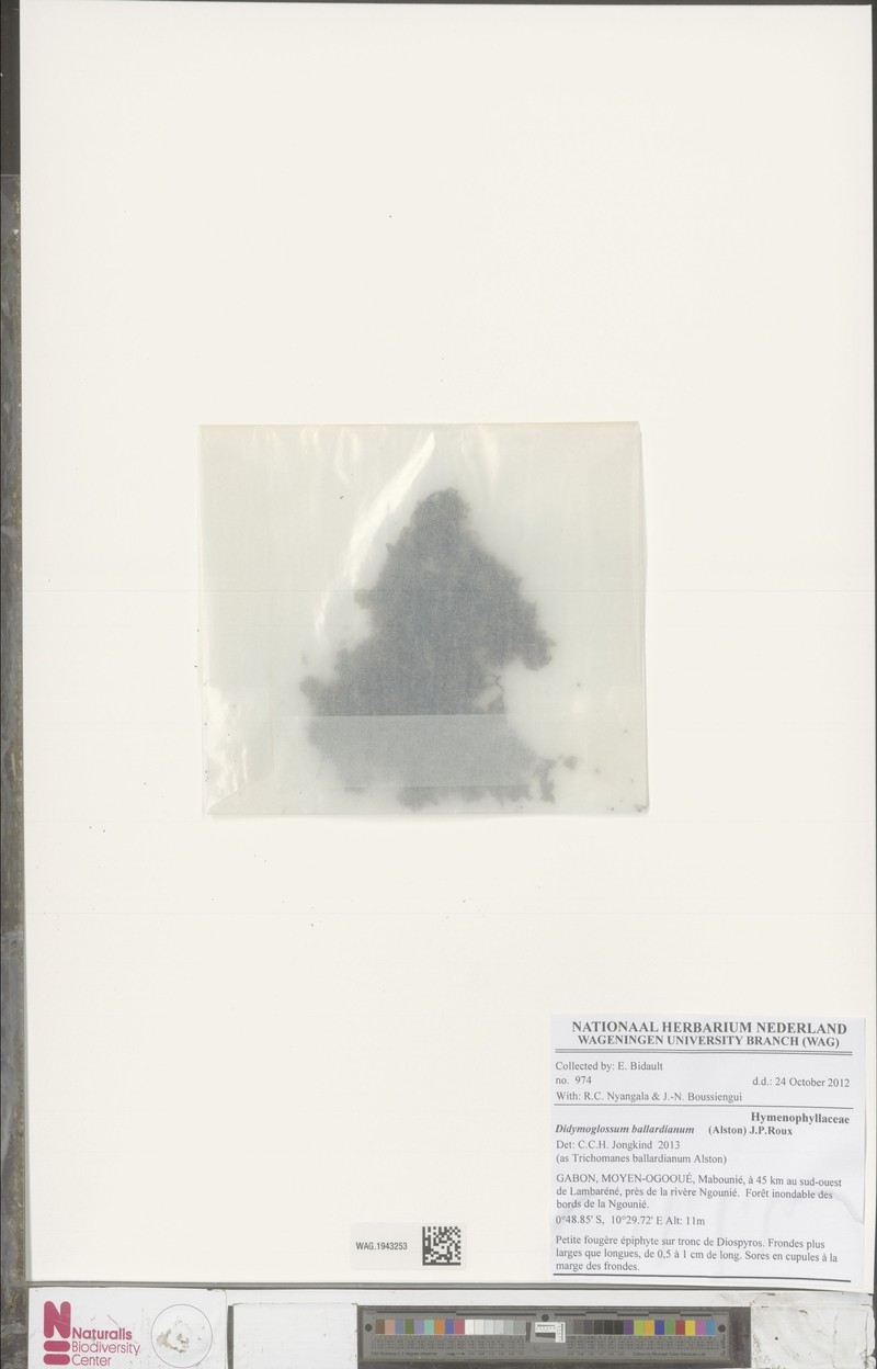 Trichomanes ballardianum photo 3