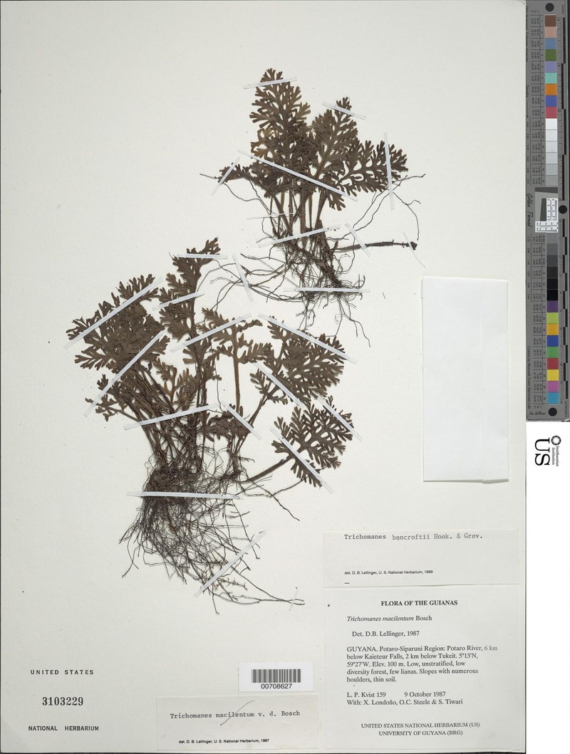 Trichomanes bancroftii photo 2