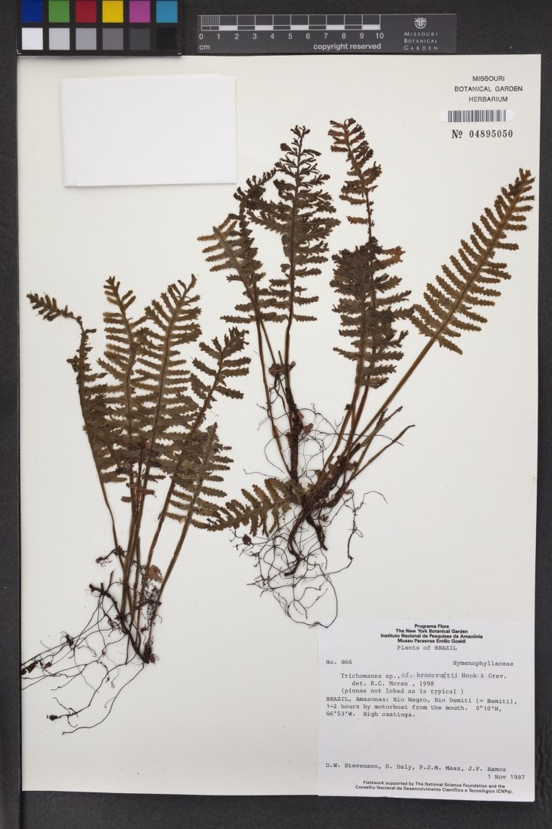 Trichomanes bancroftii photo 3