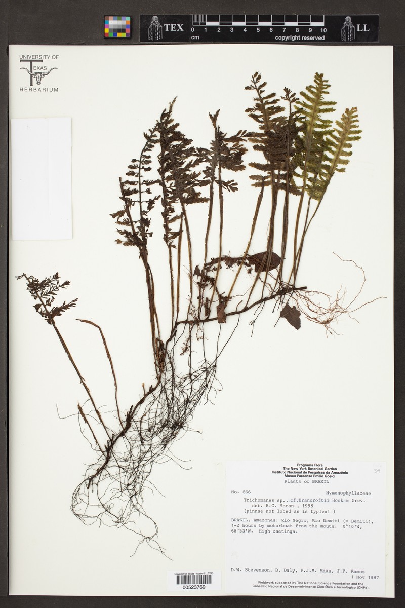 Trichomanes bancroftii photo 4
