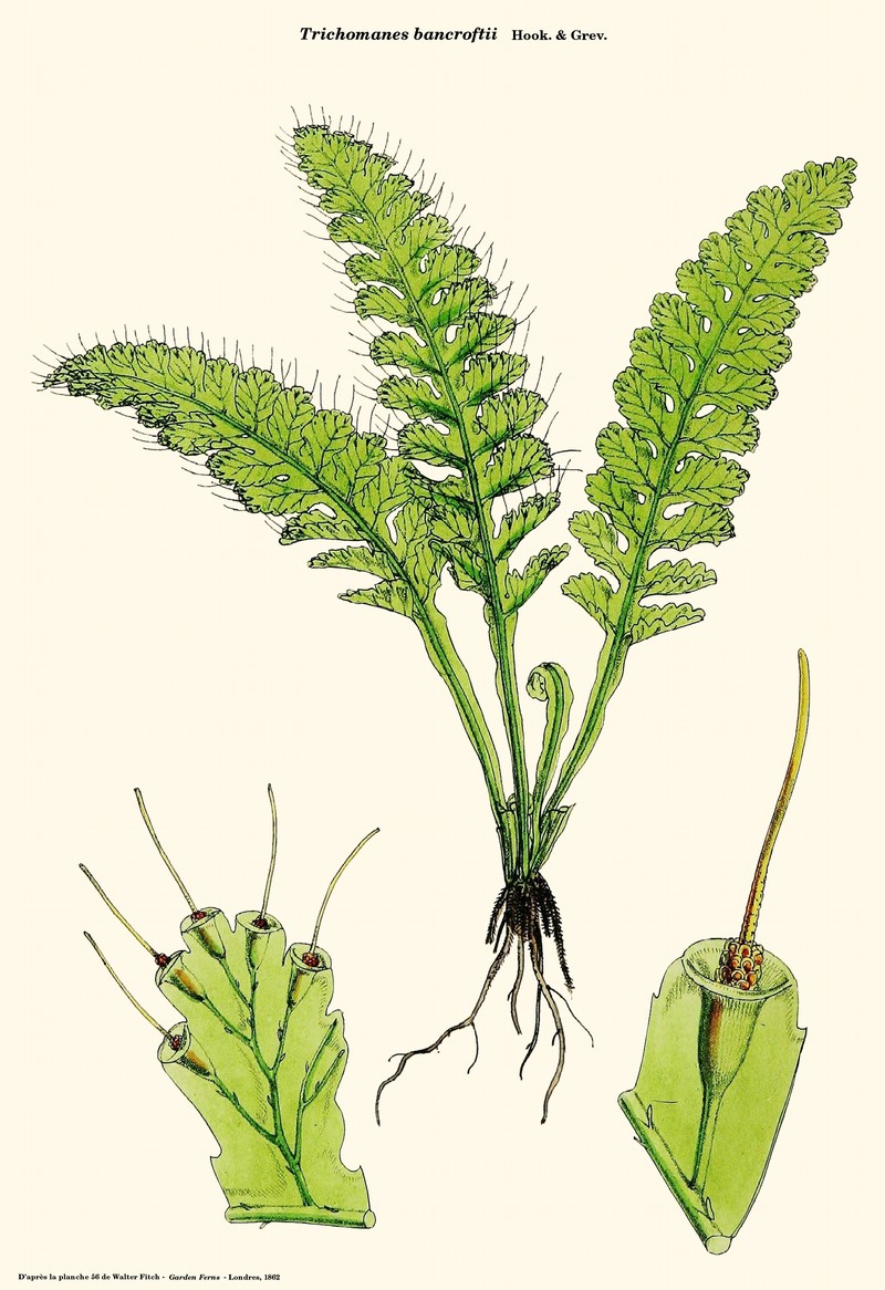 Trichomanes bancroftii