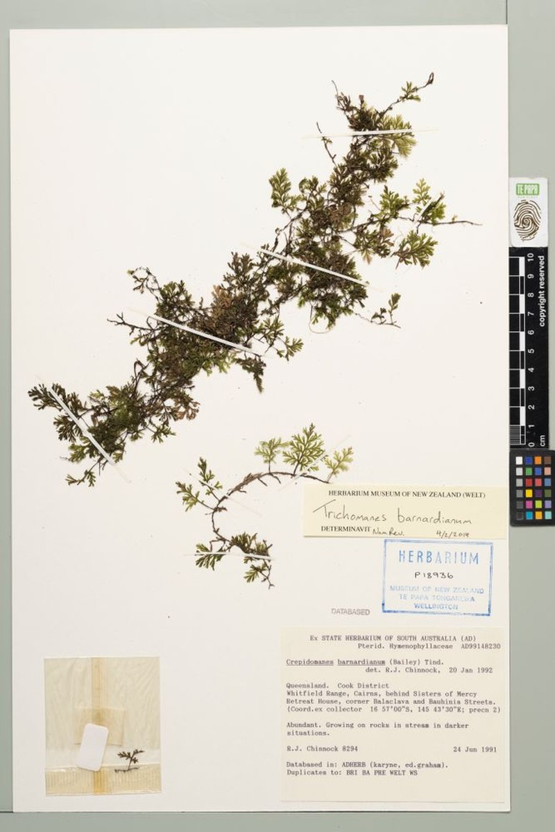 Trichomanes barnardianum