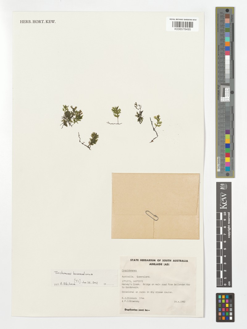 Trichomanes barnardianum photo 2