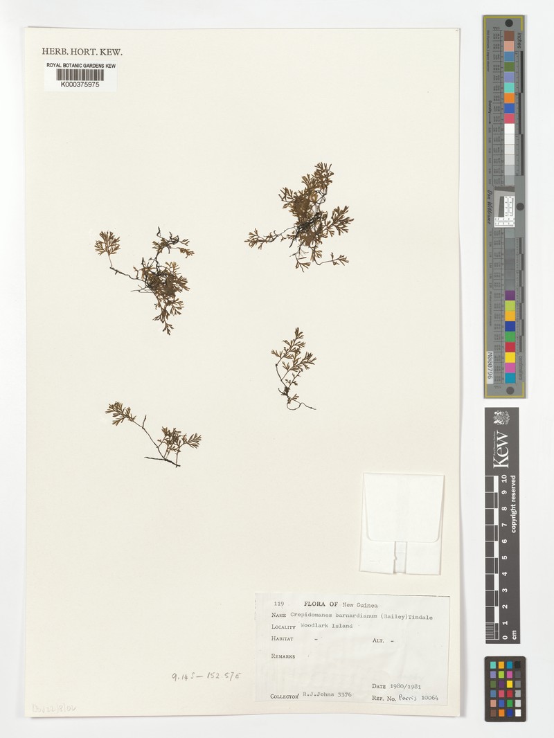 Trichomanes barnardianum photo 3
