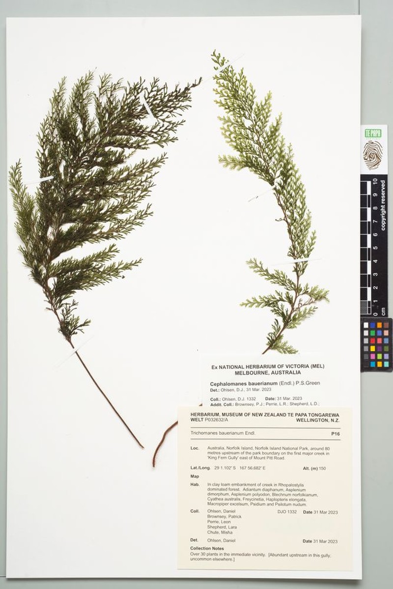 Bauer's Bristle Fern