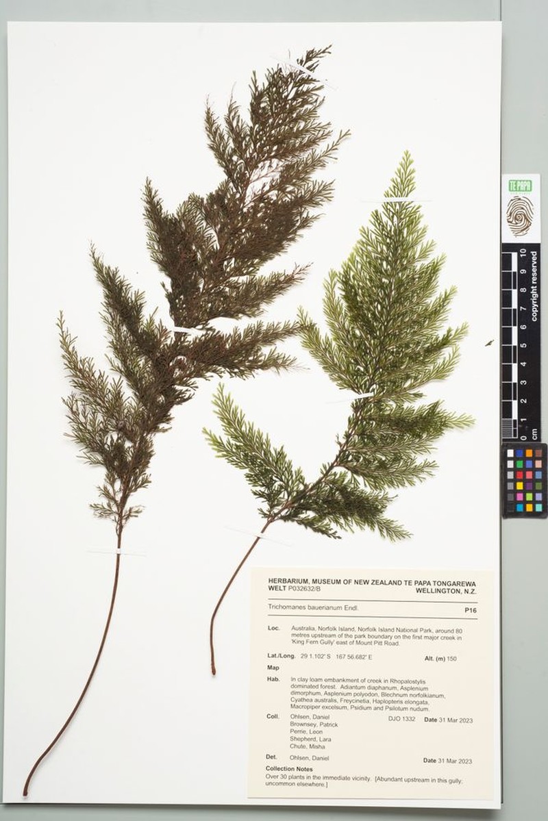 Bauer's Bristle Fern photo 2