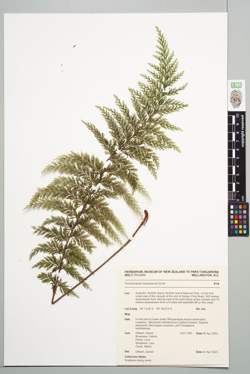 Bauer's Bristle Fern photo 3