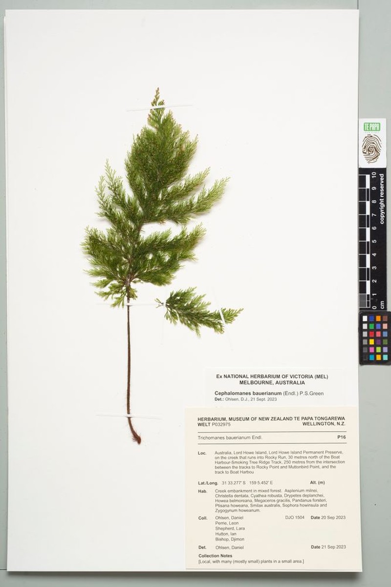 Bauer's Bristle Fern photo 4