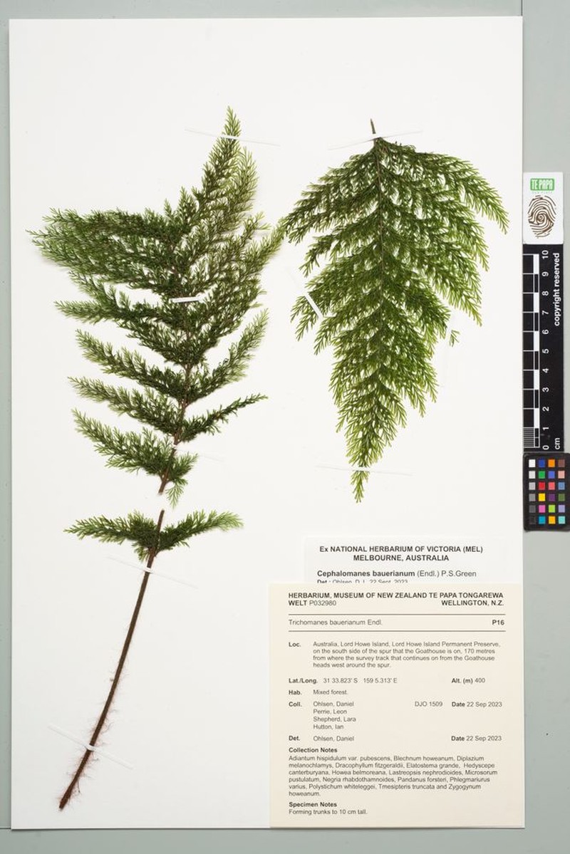 Bauer's Bristle Fern photo 5