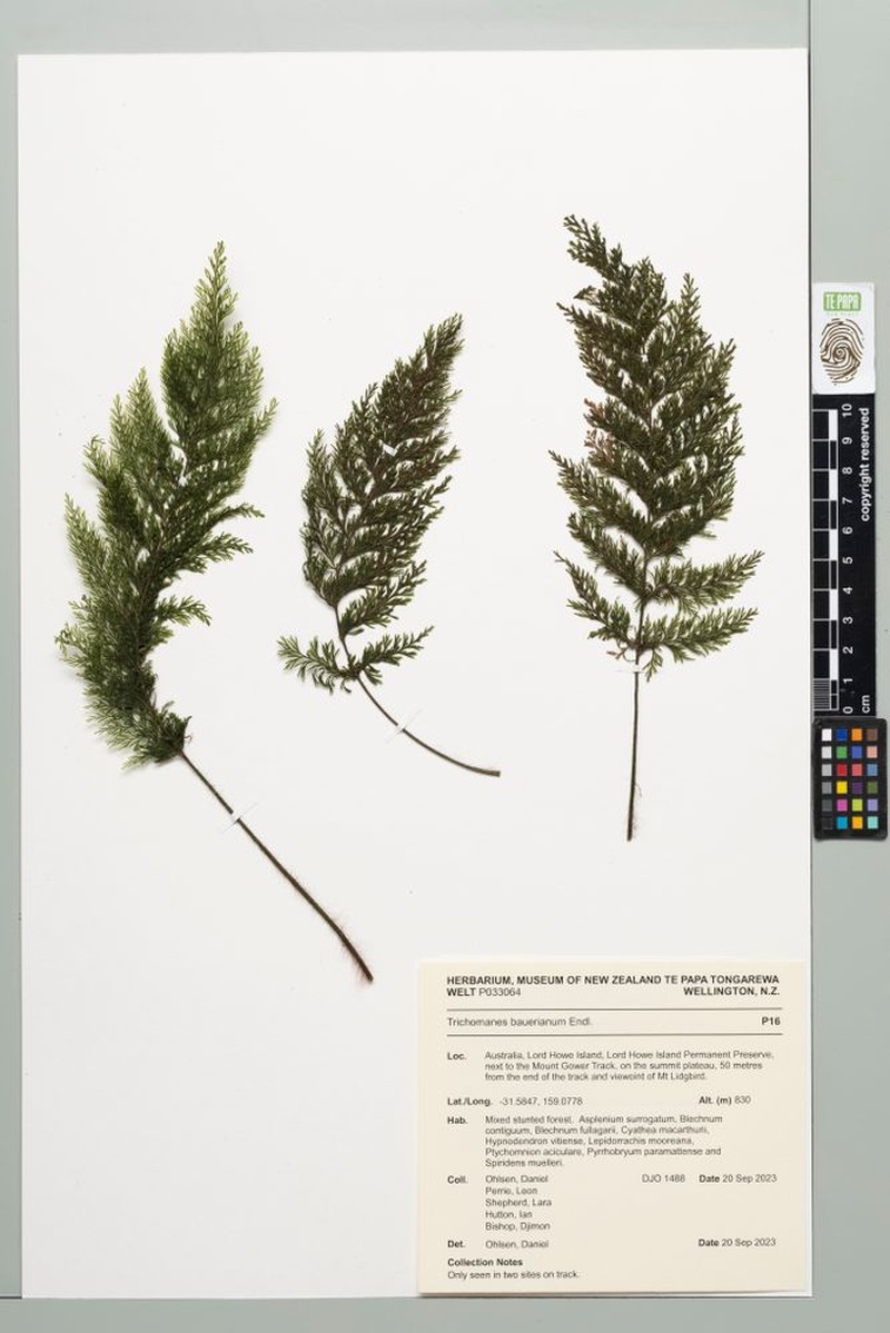 Bauer's Bristle Fern photo 6