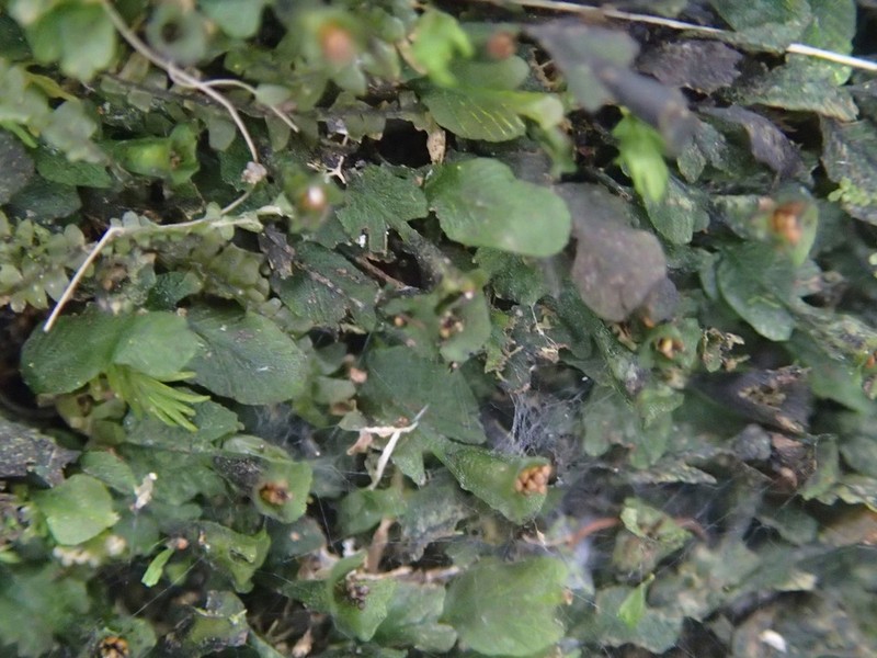 Trichomanes beaverianum