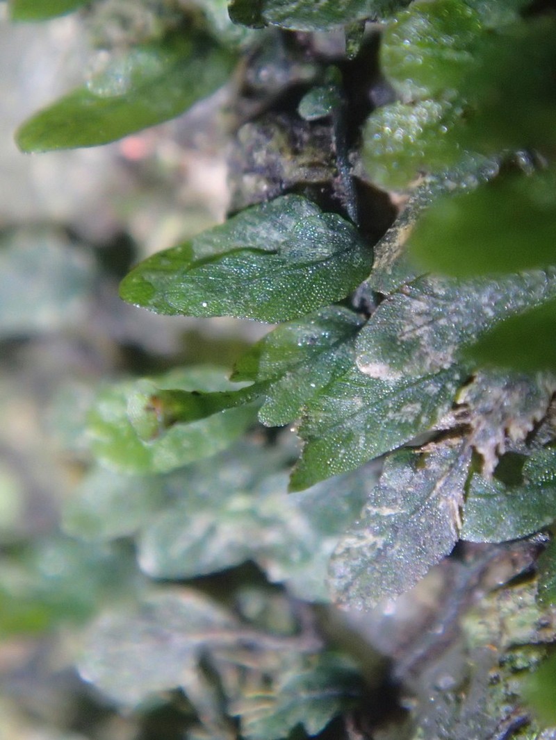 Trichomanes beaverianum photo 3
