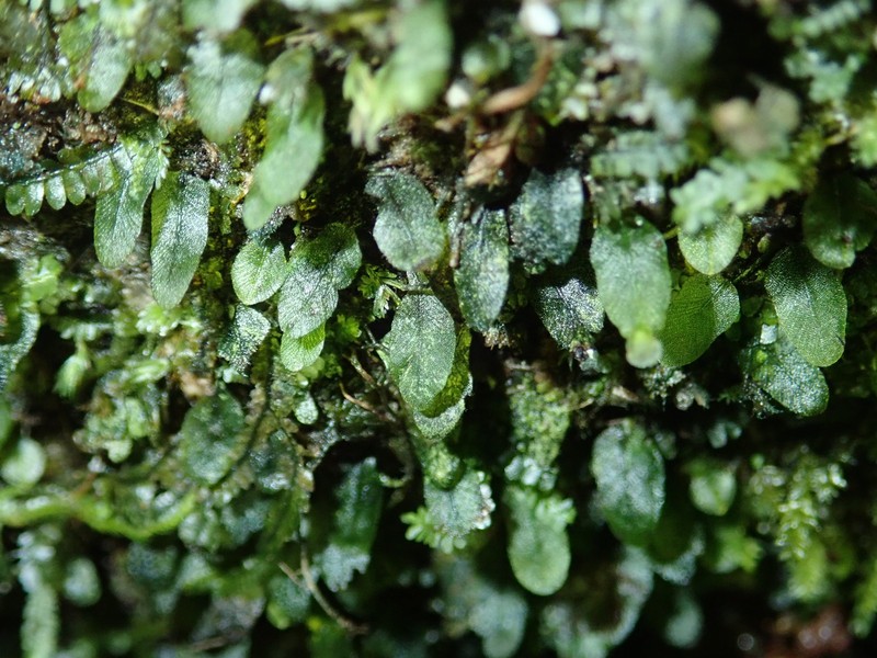 Trichomanes beaverianum photo 8