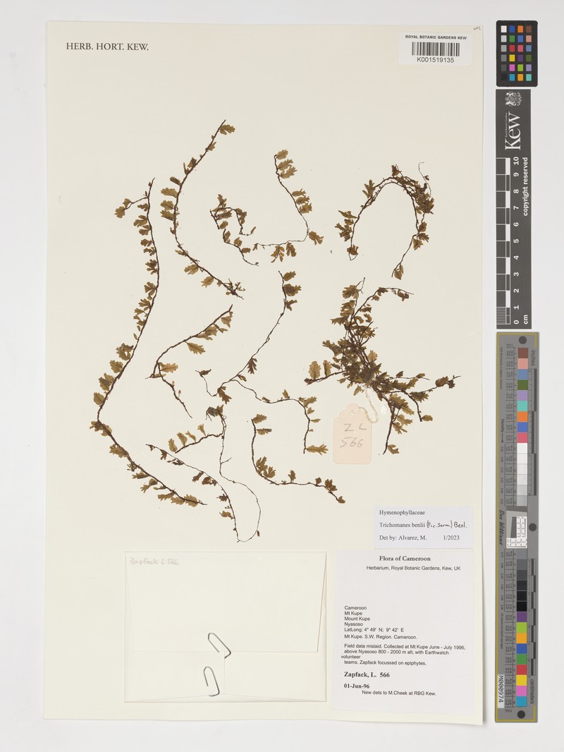 Trichomanes benlii