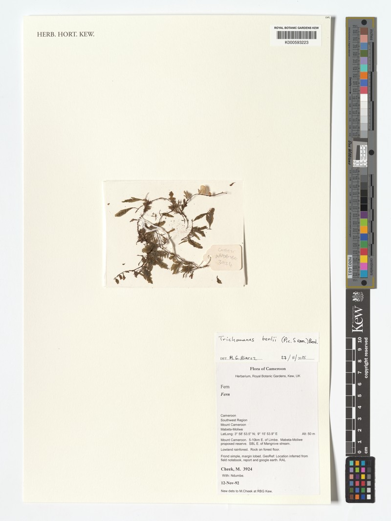 Trichomanes benlii photo 2