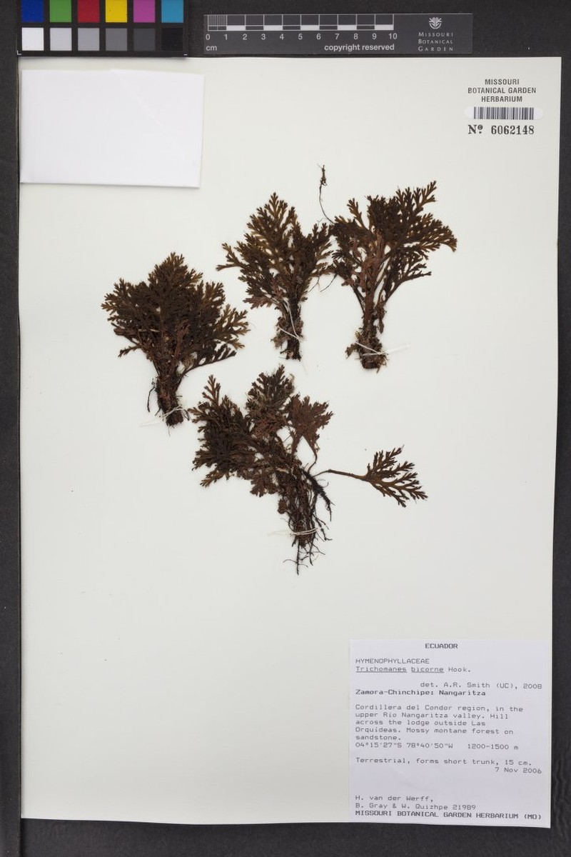 Trichomanes bicorne photo 4