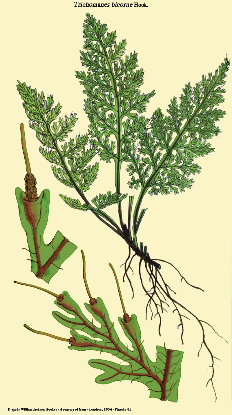 Trichomanes bicorne
