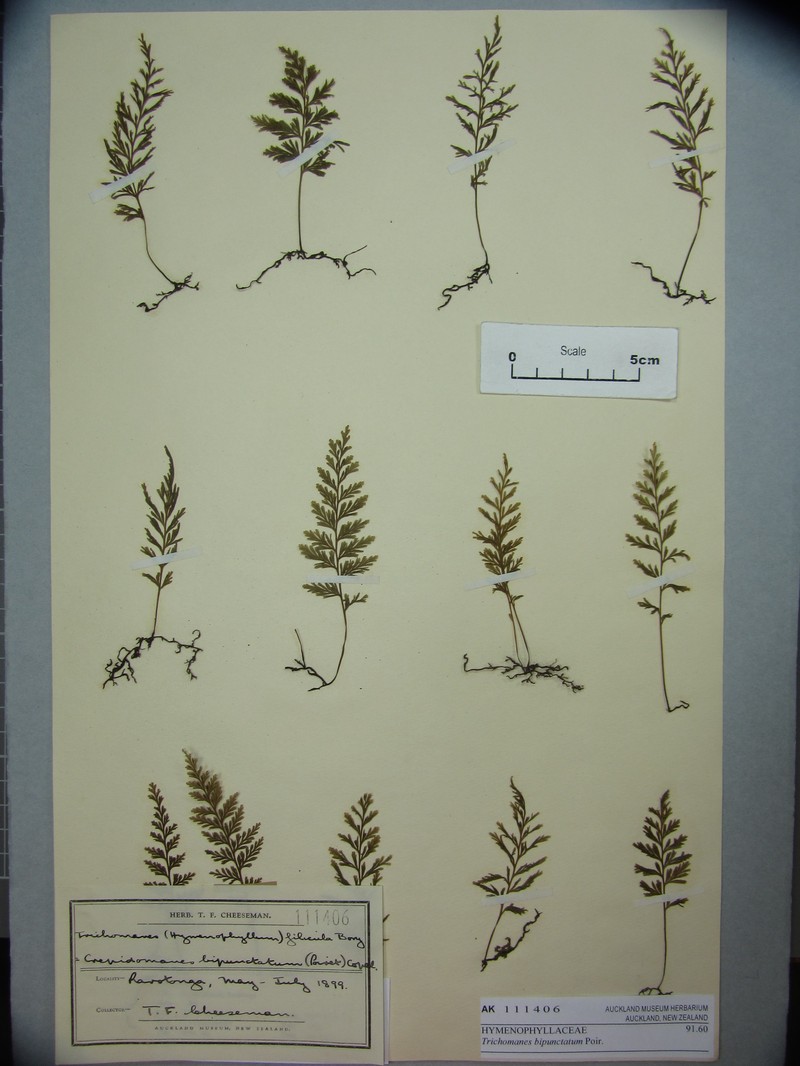 Two-Dotted Bristle Fern photo 3