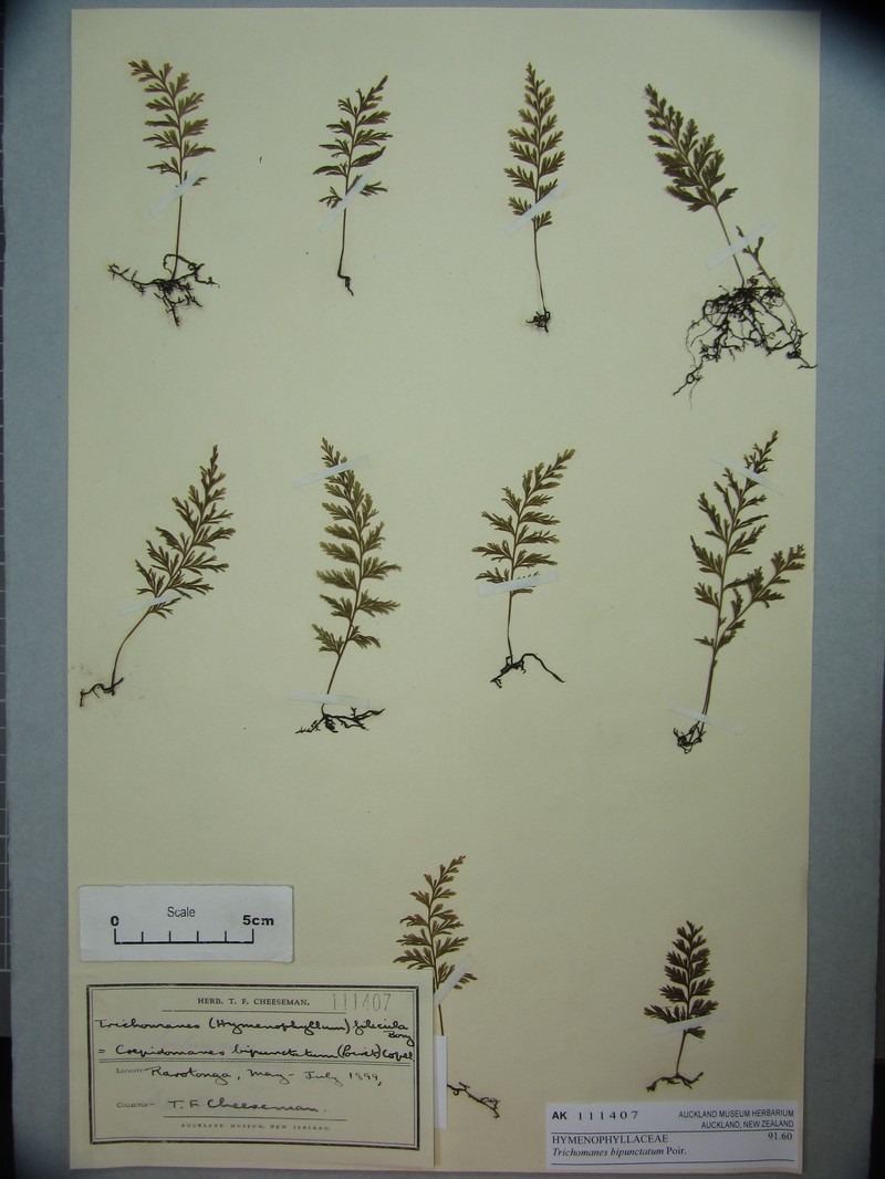 Two-Dotted Bristle Fern photo 4