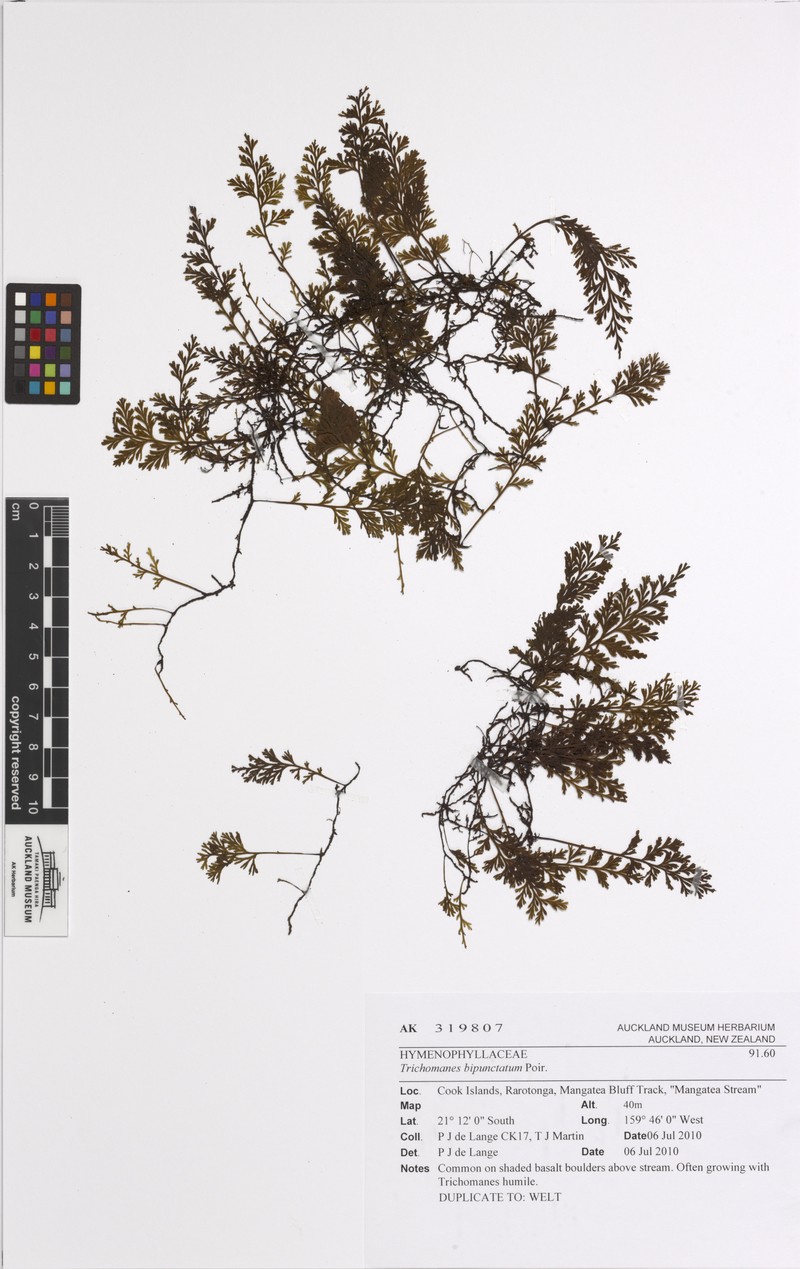 Two-Dotted Bristle Fern photo 5