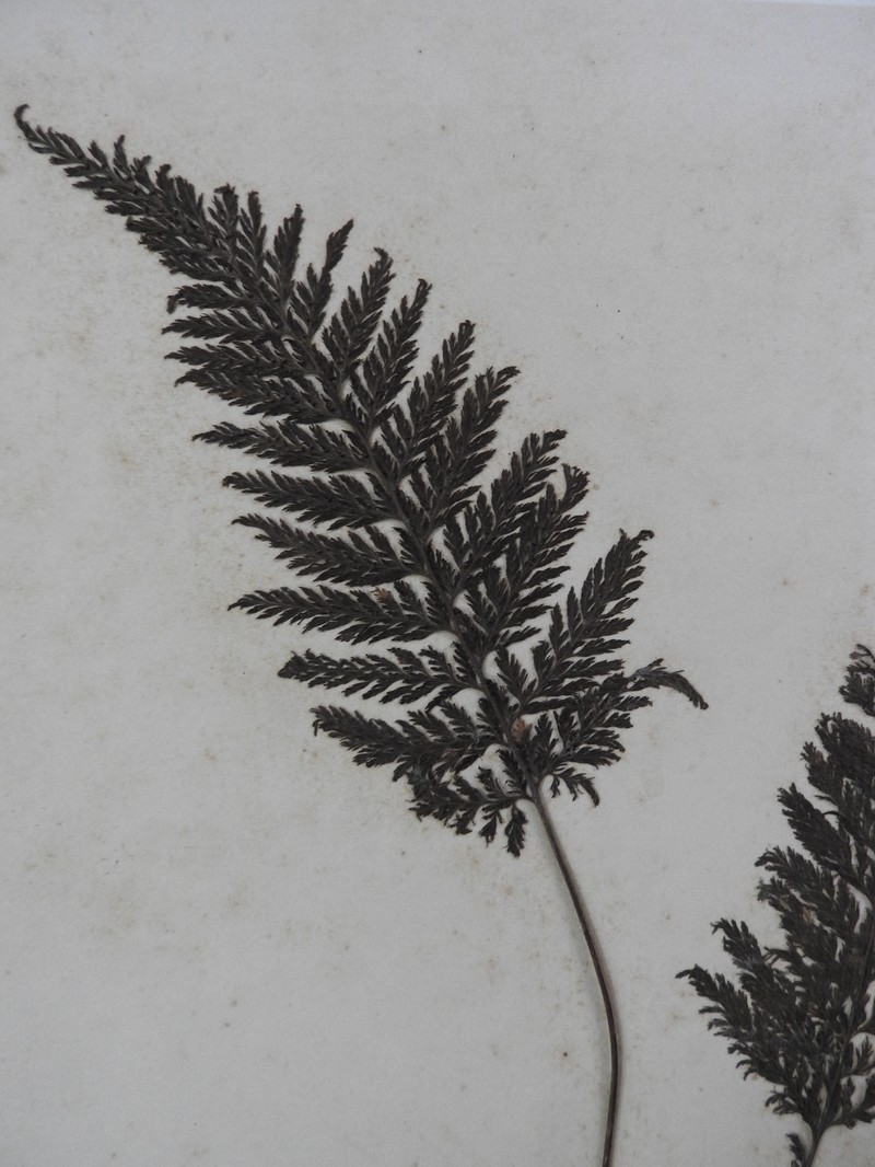 Two-Dotted Bristle Fern photo 6