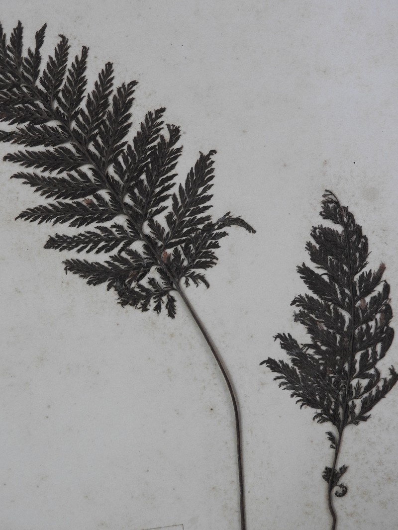 Two-Dotted Bristle Fern