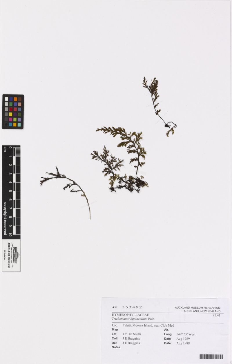 Two-Dotted Bristle Fern photo 8
