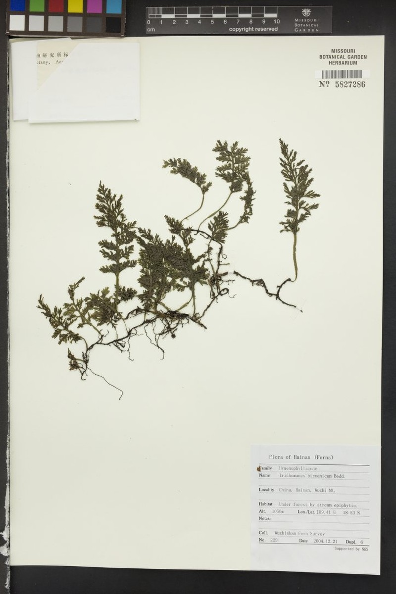 Trichomanes birmanicum